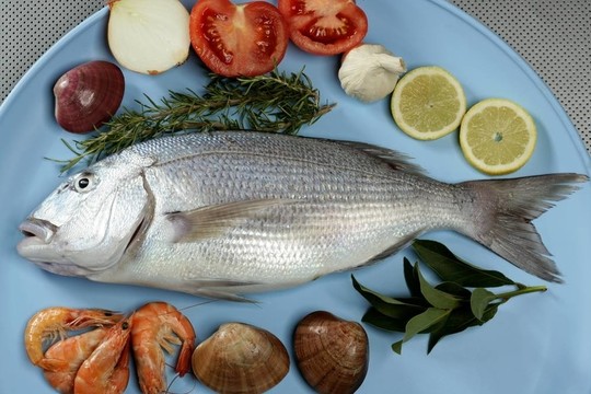 丹頓；Mediterranean金頭鯛魚黃鰭魚；；