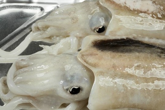 烏賊烏賊的地中海海鮮煮過的；