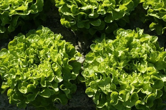 西班牙綠生菜