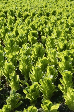 西班牙綠生菜