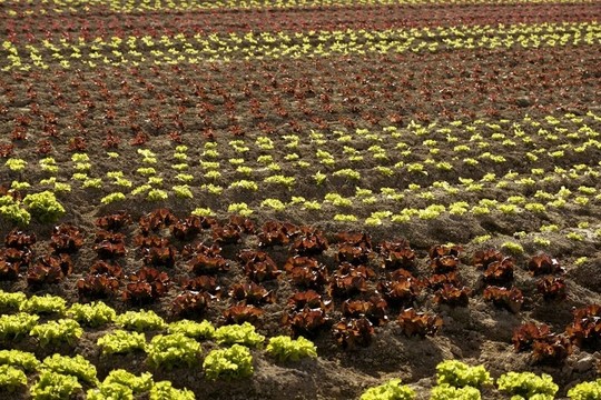 紅色小萵苣；西班牙田野