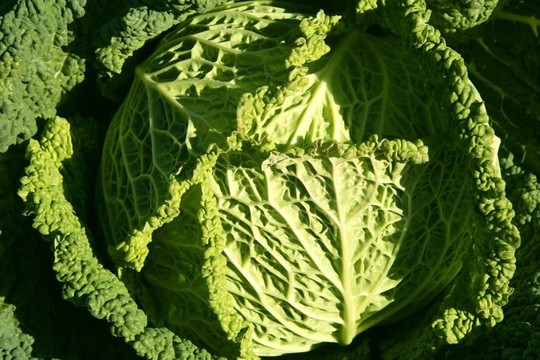 西班牙田野上的綠色小白菜