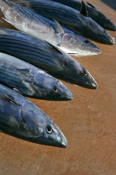 炸彈魚(yú)；鰹魚(yú)；Sarda Sarda一行