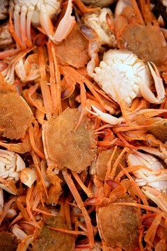 Mediterranean蟹；紋理模式