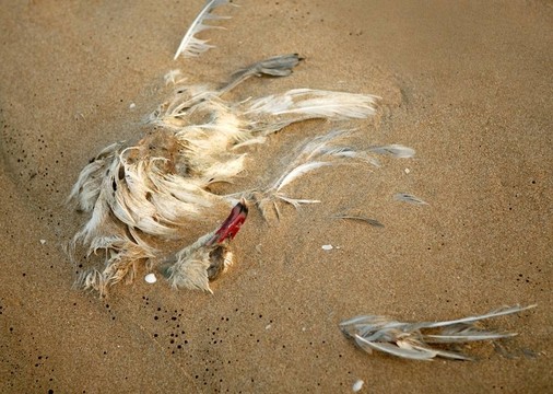 死海鷗在沙地；生態(tài)