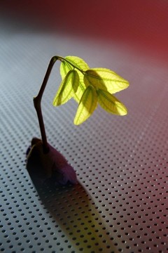 綠色植物萌芽生長