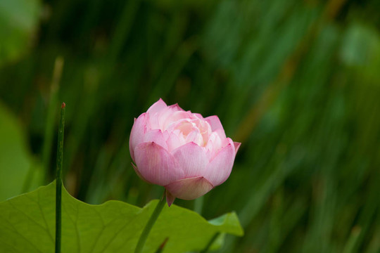 蓮花
