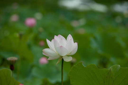 蓮花