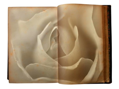 玫瑰印在一本老書的書頁上