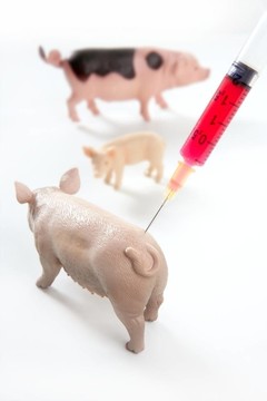 豬流感H1N1疫苗的隱喻