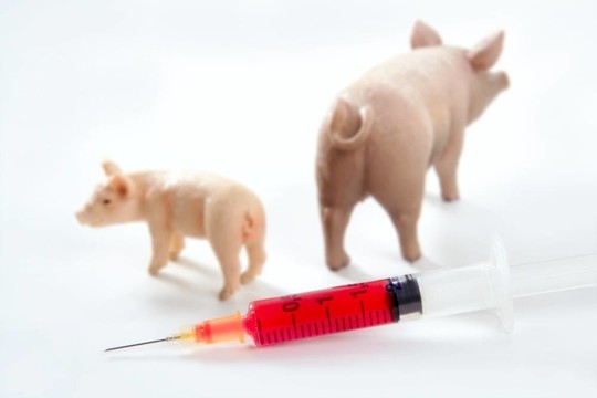 豬流感H1N1疫苗的隱喻