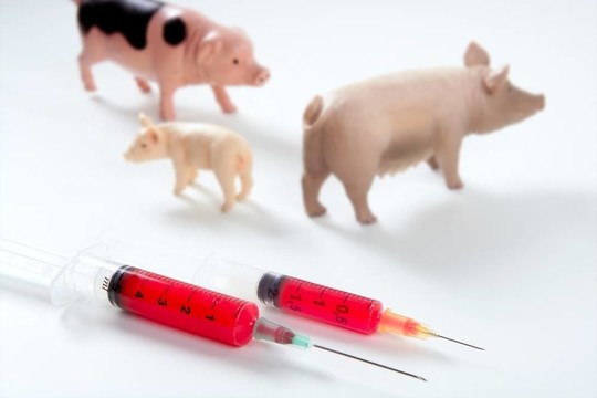 豬流感H1N1疫苗的隱喻
