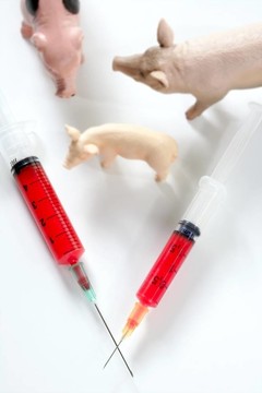豬流感H1N1疫苗的隱喻