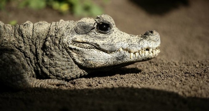 侏儒crocodrile來自非洲；Aligators。