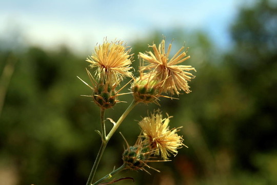 野生黃花