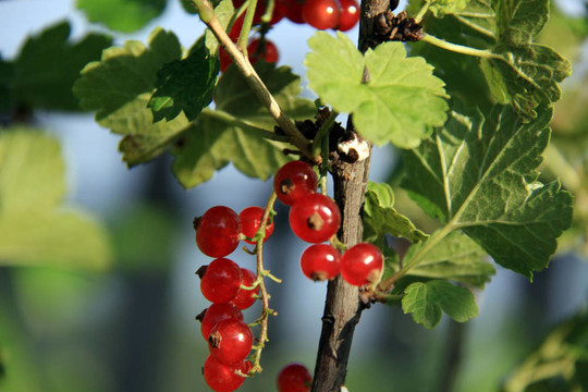 紅醋栗（特寫）一個(gè)陽(yáng)光明媚的下午