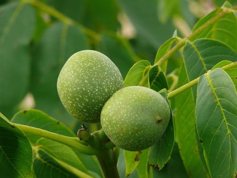 青核桃