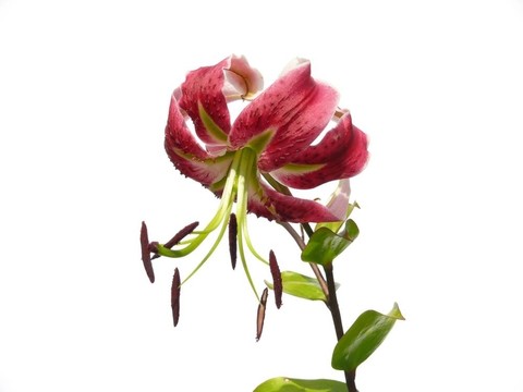 紅百合
