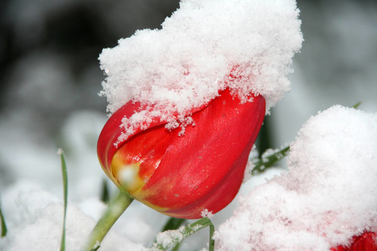 在雪中的紅色郁金香