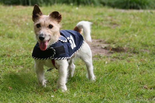 jack russel梗