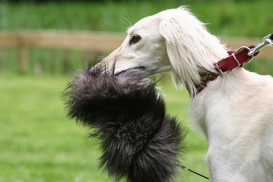 獵犬視覺(jué)獵犬