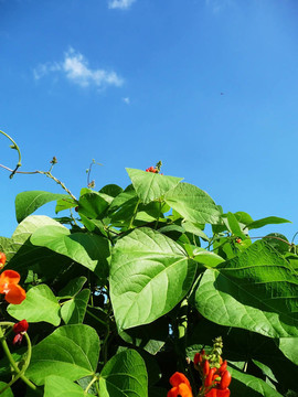 菜豆植物