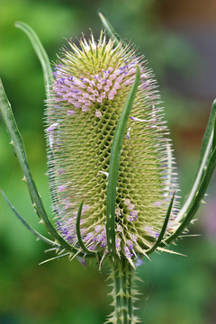盛開(kāi)的花朵特寫續(xù)斷