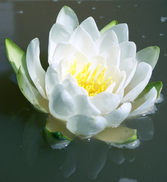水百合