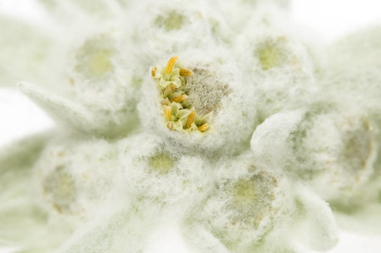 雪絨花