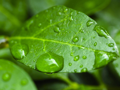 樹葉上的雨滴