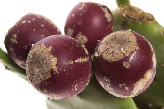 仙人掌（Opuntia ficus-indica）紅色水果