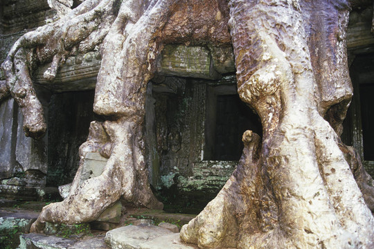 梧桐樹生長到第十二世紀的圣劍寺寺院的寺遺址的根；由阇耶跋摩七世-吳哥窟遺址附近的柬埔寨暹粒；