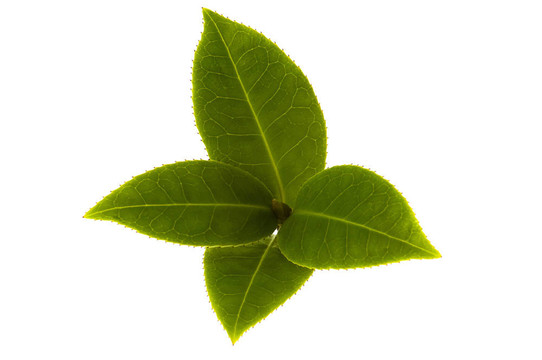 白色背景下新鮮茶樹枝