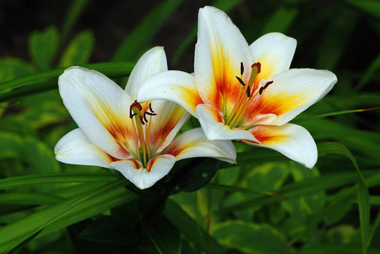 百合