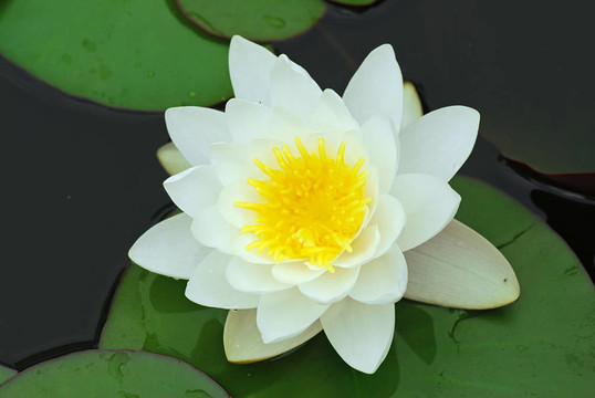 水百合