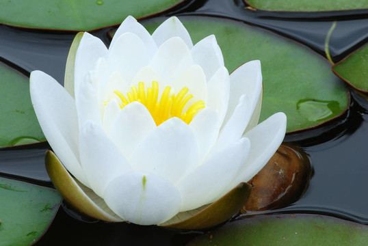 水百合
