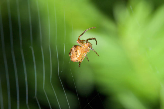 女Cobweb Spider