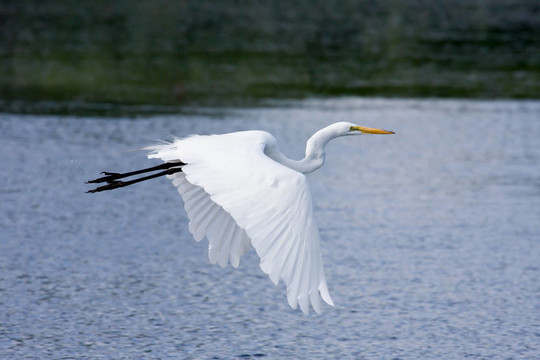 Great White Egret飛