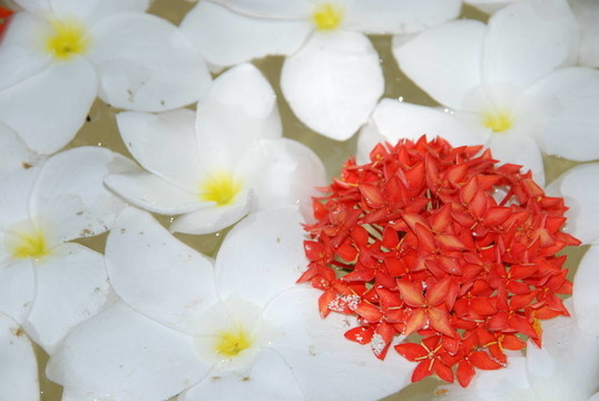 白色的熱帶雞蛋花花朵背景