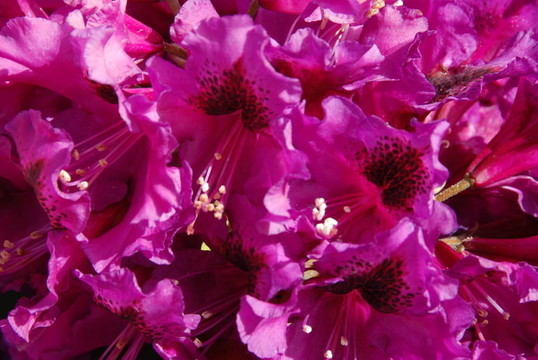 杜鵑花