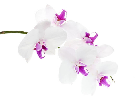 白蘭花