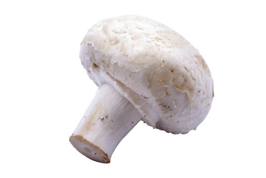 香菇蘑菇宏觀孤立在白色背景。