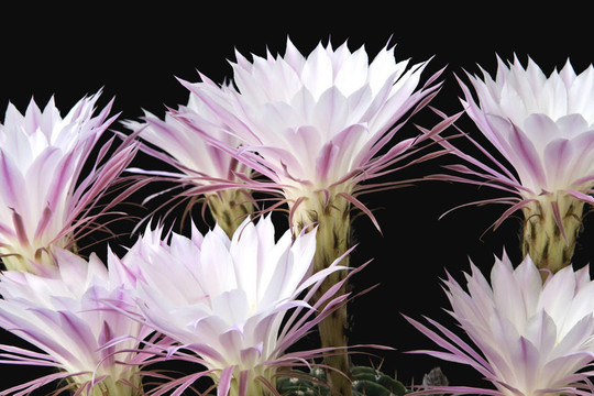 黑色背景上的仙人掌開花