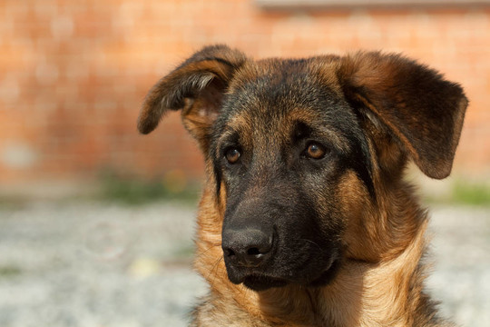 德國(guó)牧羊犬