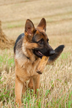 德國牧羊犬