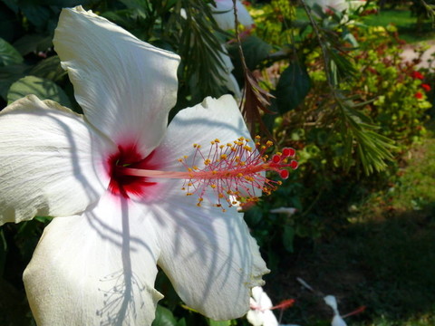 白芙蓉