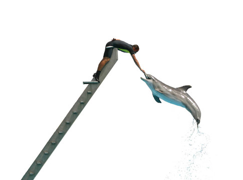 喂海豚