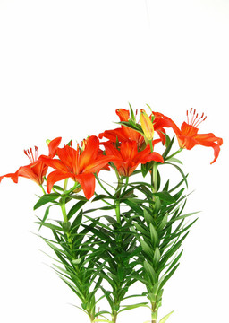 盛開的百合花