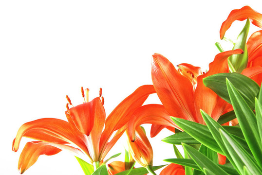 百合花