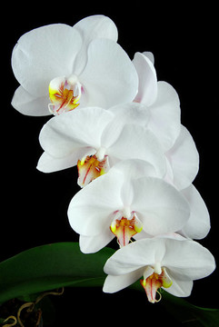 蘭花